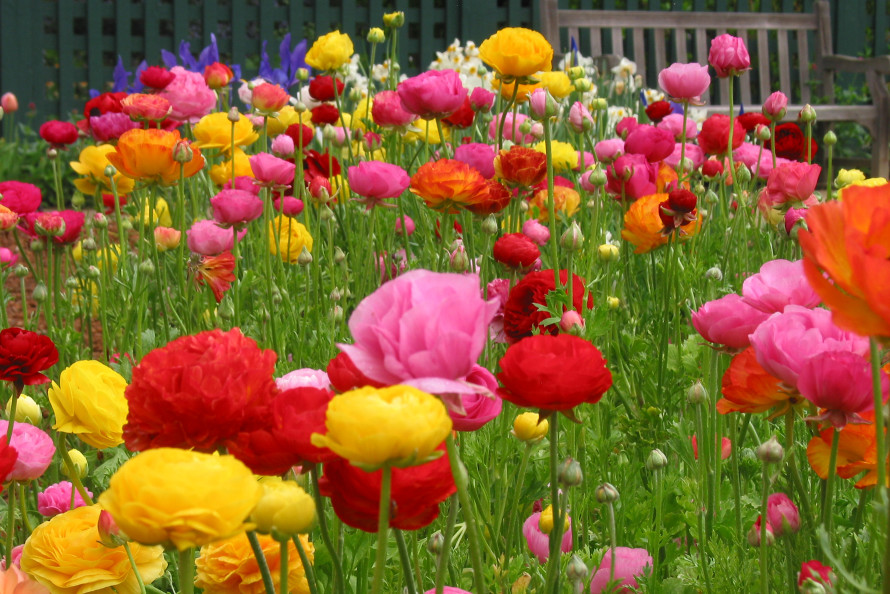 Family Fun with Flowers