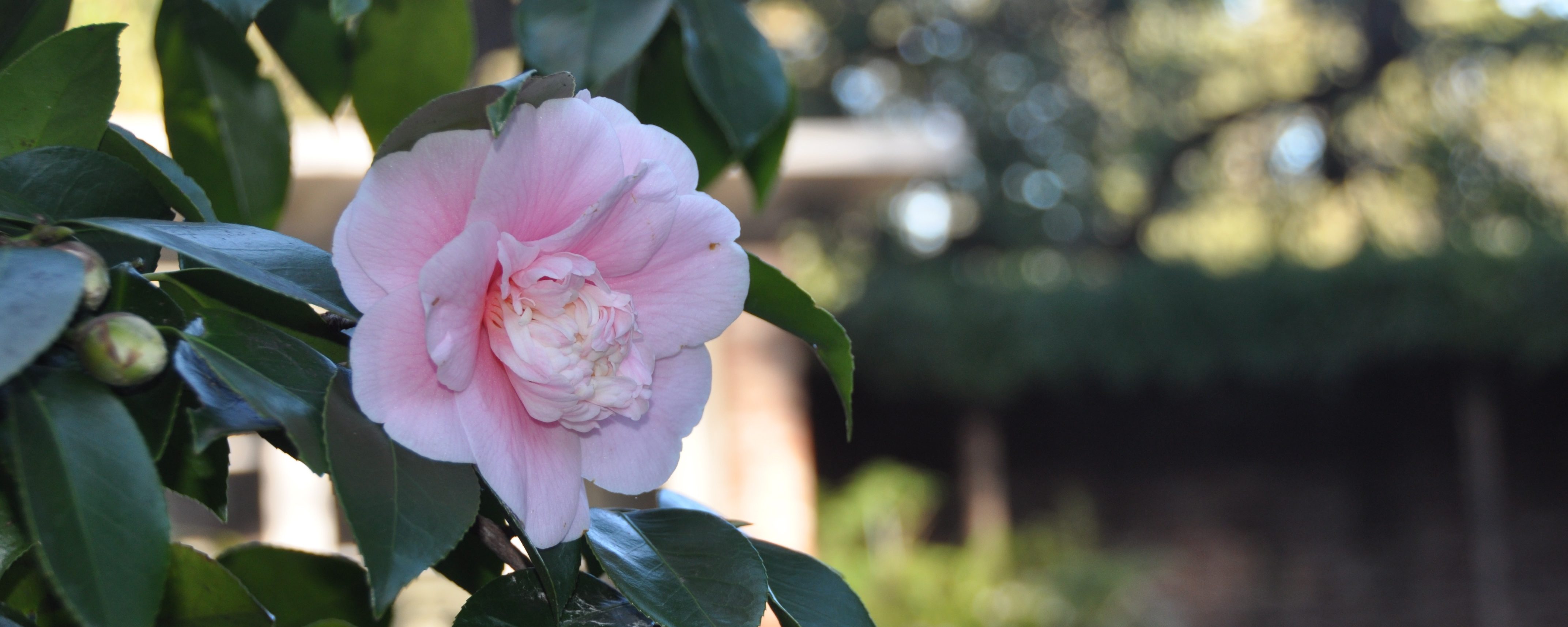 Camellia japonica ‘Shiragiku’ Purity