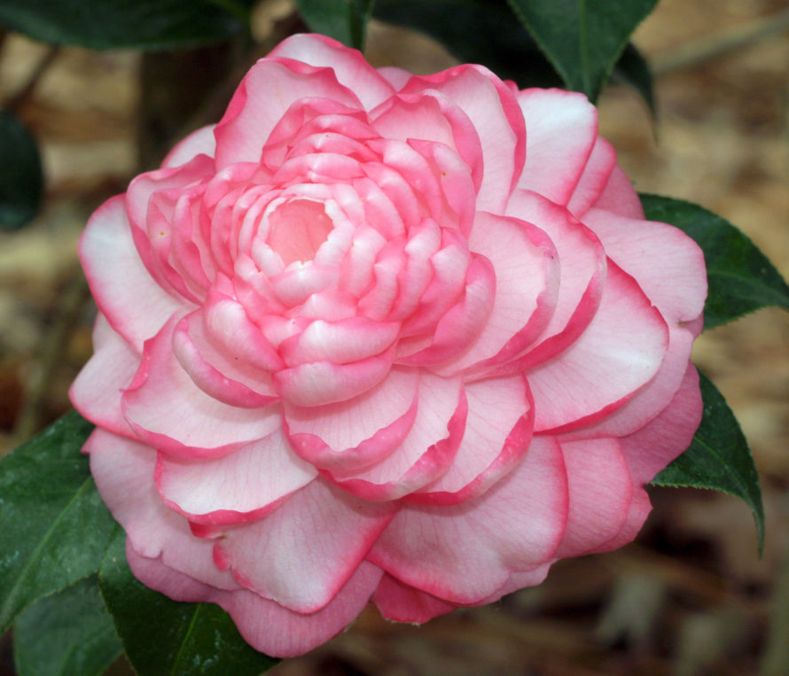 March Second Saturday: Captivating Camellia, the Queen of Winter Flowers