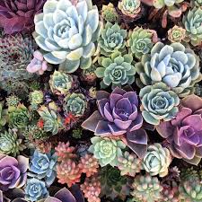 Succulents – Propagation, Maintenance and Care with Linda Roark
