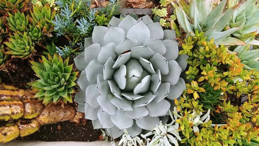 Succulents