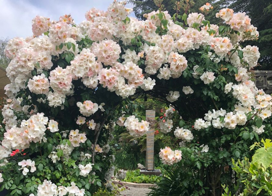 Members’ Docent Tour of Gamble Garden – May 2019