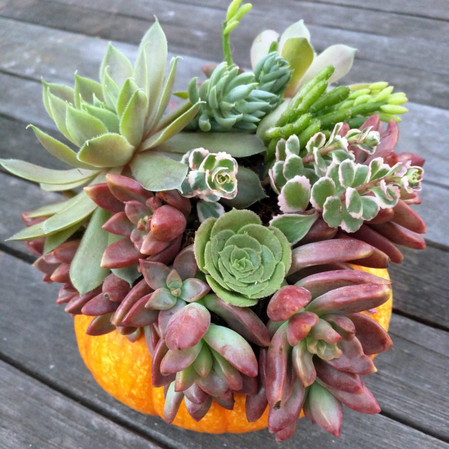 Decorate a Pumpkin with Succulents for a Holiday Centerpiece