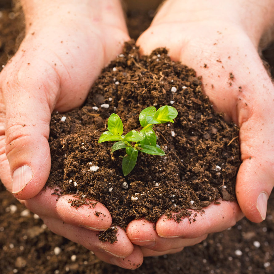 SOIL, THE SOUL OF YOUR GARDEN: THE HOWS AND WHYS OF BUILDING HEALTHY SOIL