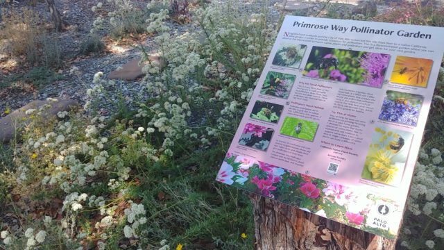 Primrose Way Pollinator Garden, Palo Alto