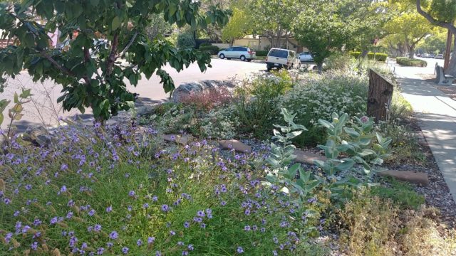 Primrose Way Pollinator Garden, Palo Alto
