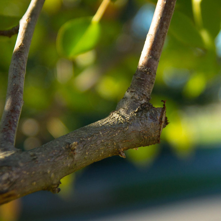 Aesthetic Pruning of Deciduous Trees & Shrubs