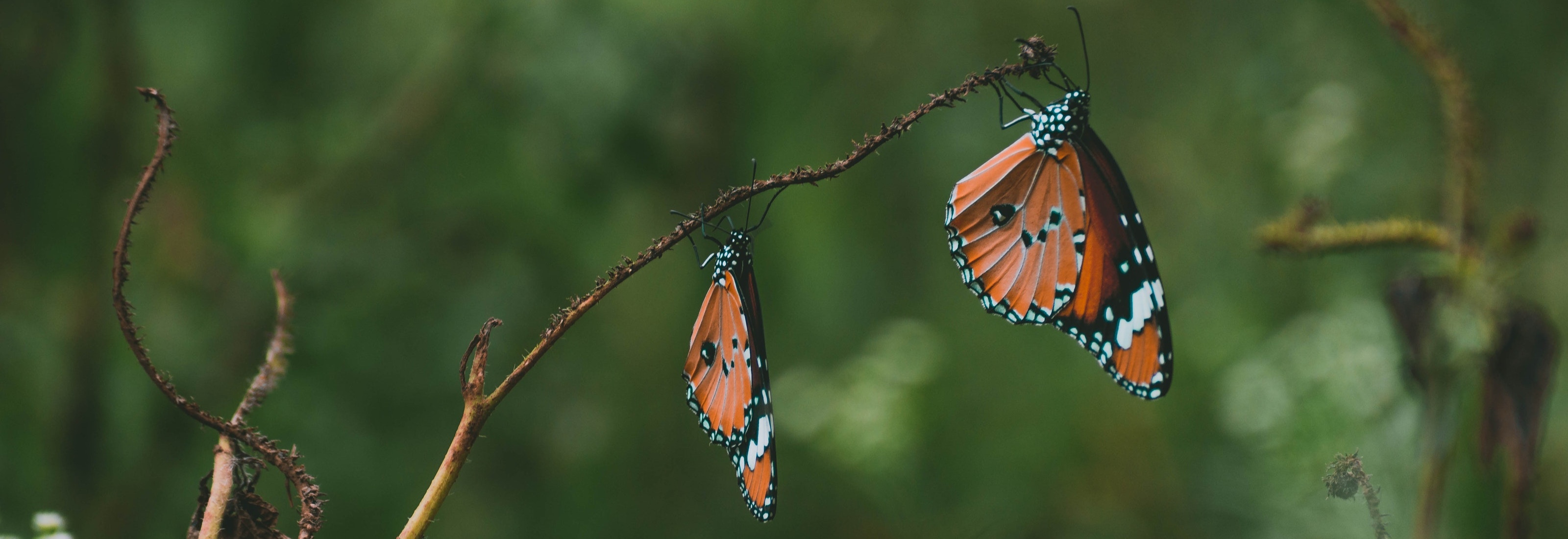 Where to view monarchs in the Bay Area