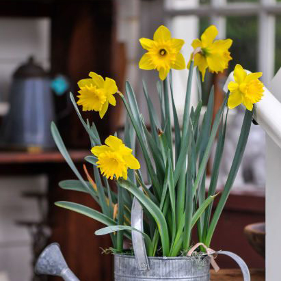 Forcing Spring Bulbs for the Holidays