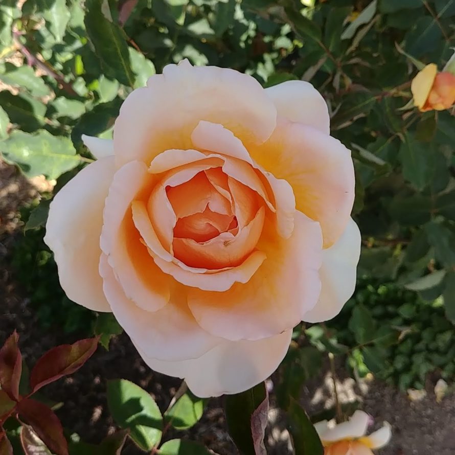 Rose Pruning at Gamble Garden