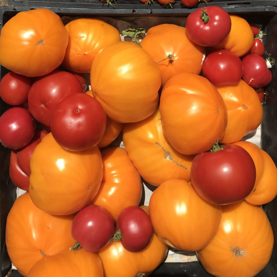 Choosing a Tomato Variety to Plant and How to Grow It — Online