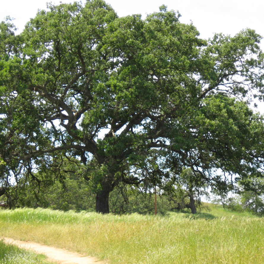 GET TO KNOW OUR AMAZING NATIVE OAKS – ONLINE