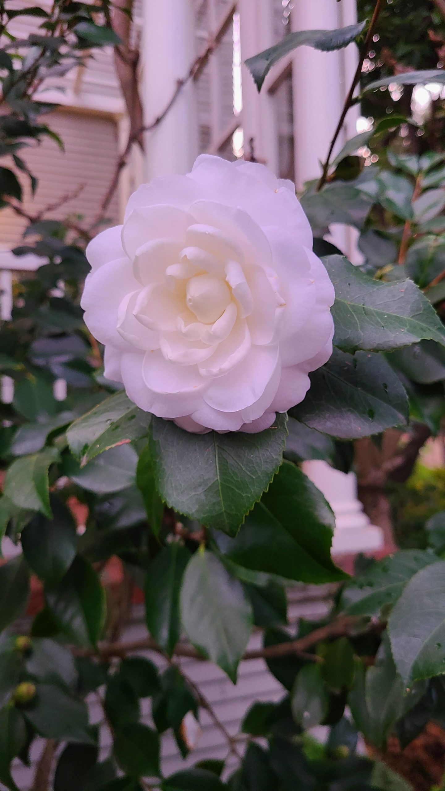 Camellia japonica 'Alba Plena' Great White - Gamble Garden