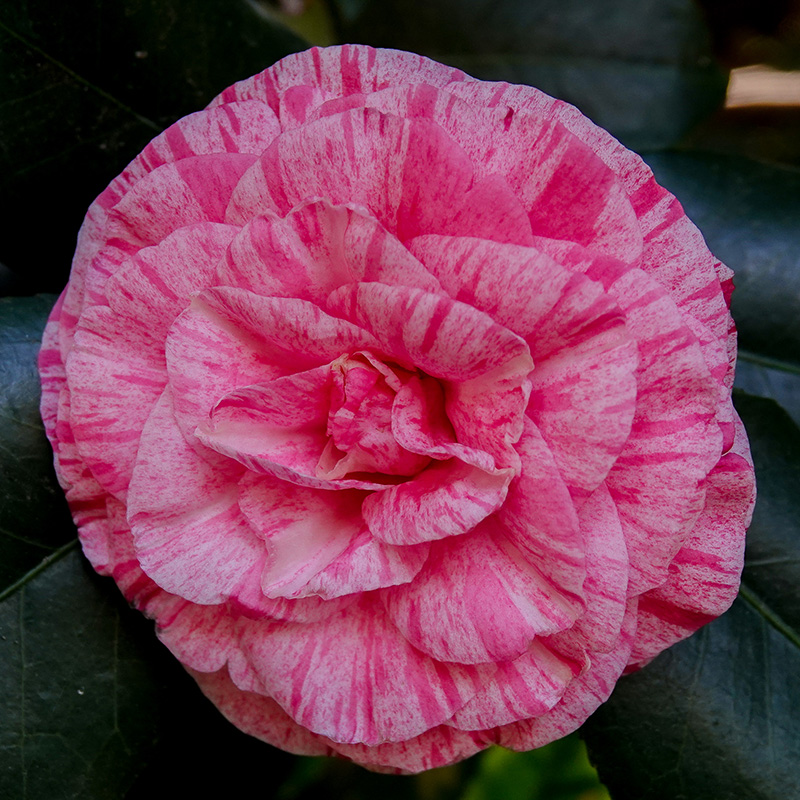 March Second Saturday: The Captivating Camellia, Queen of Winter Flowers
