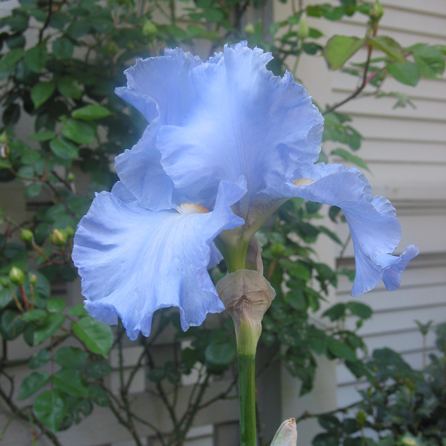 The Elizabeth F. Gamble Iris