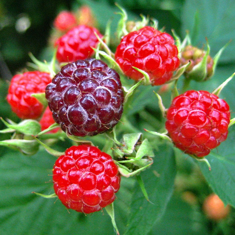All About Berries: Quarterly Zoom with Garden Director Corey Andrikopoulos