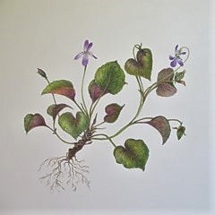 Beginning Botanical Art