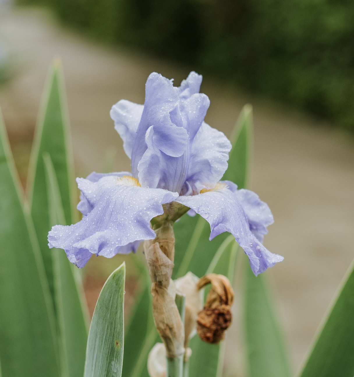 The Elizabeth F. Gamble Iris