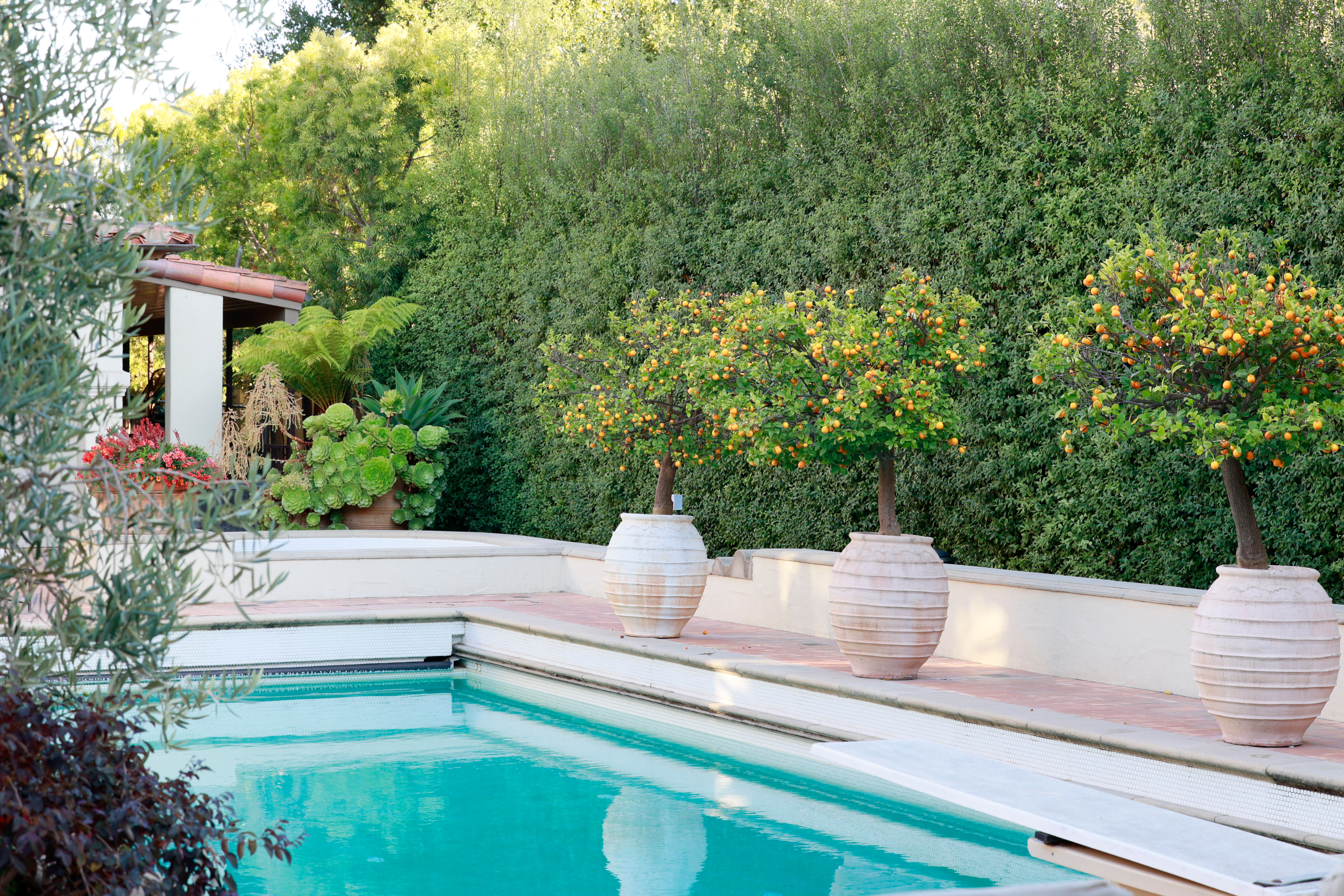 poolside by tall garden hedge