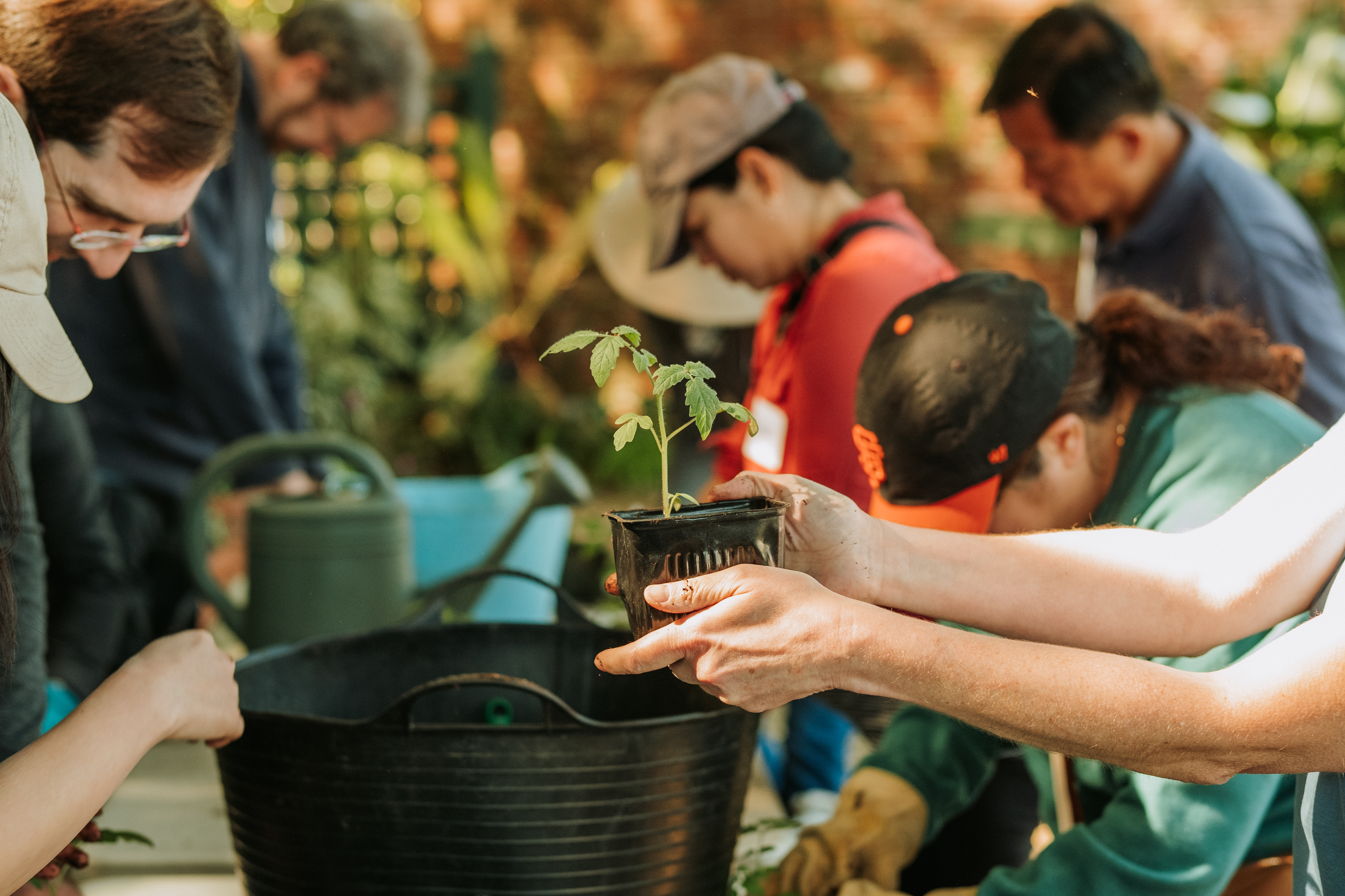 hands holding a Sungold tomato plant in a black container