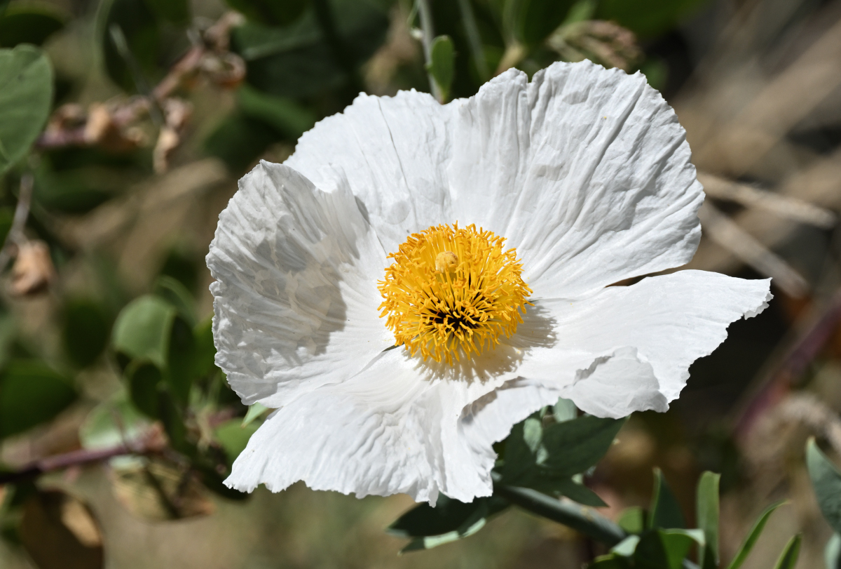 white poppy flower