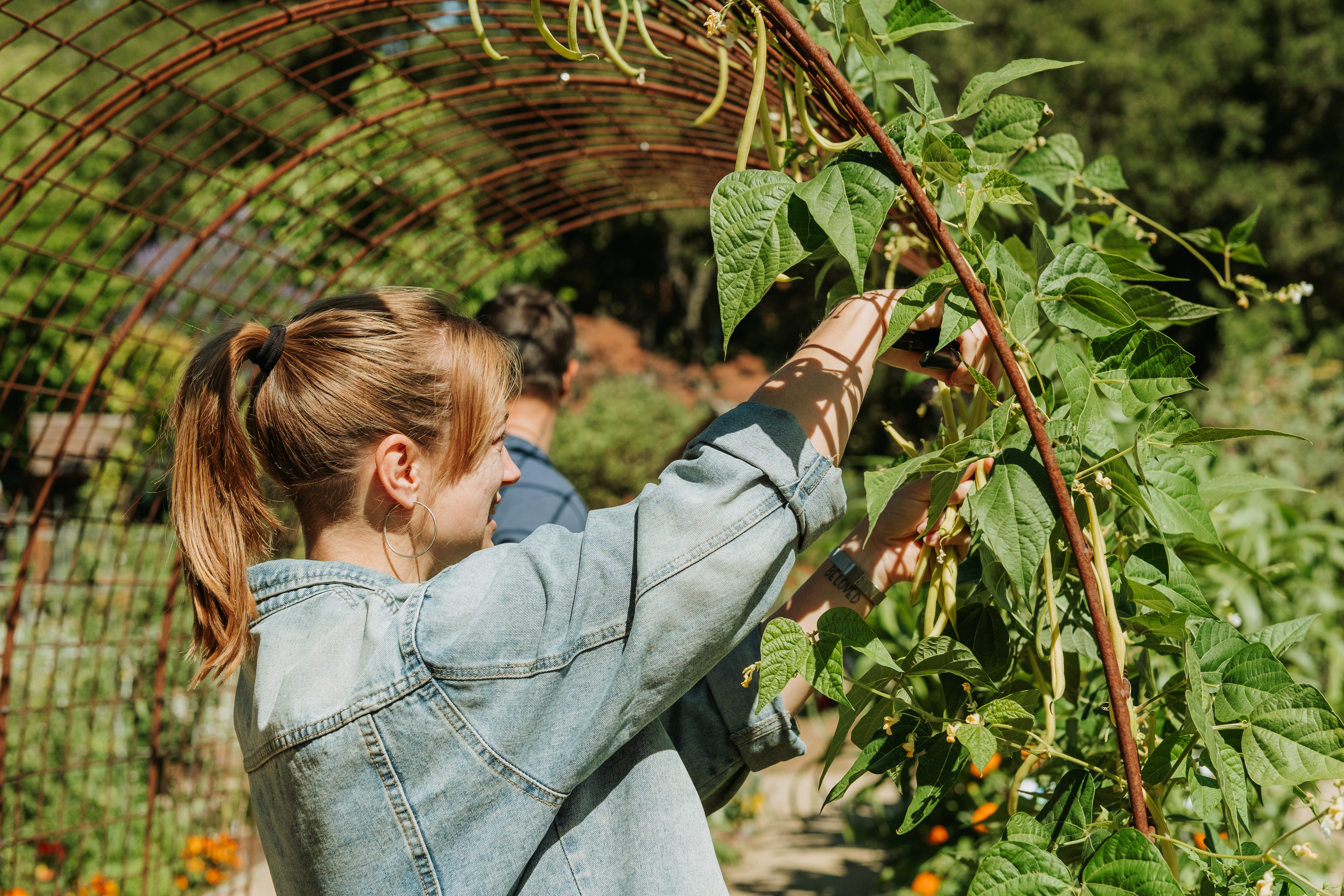 girl harvesting beans off trellis