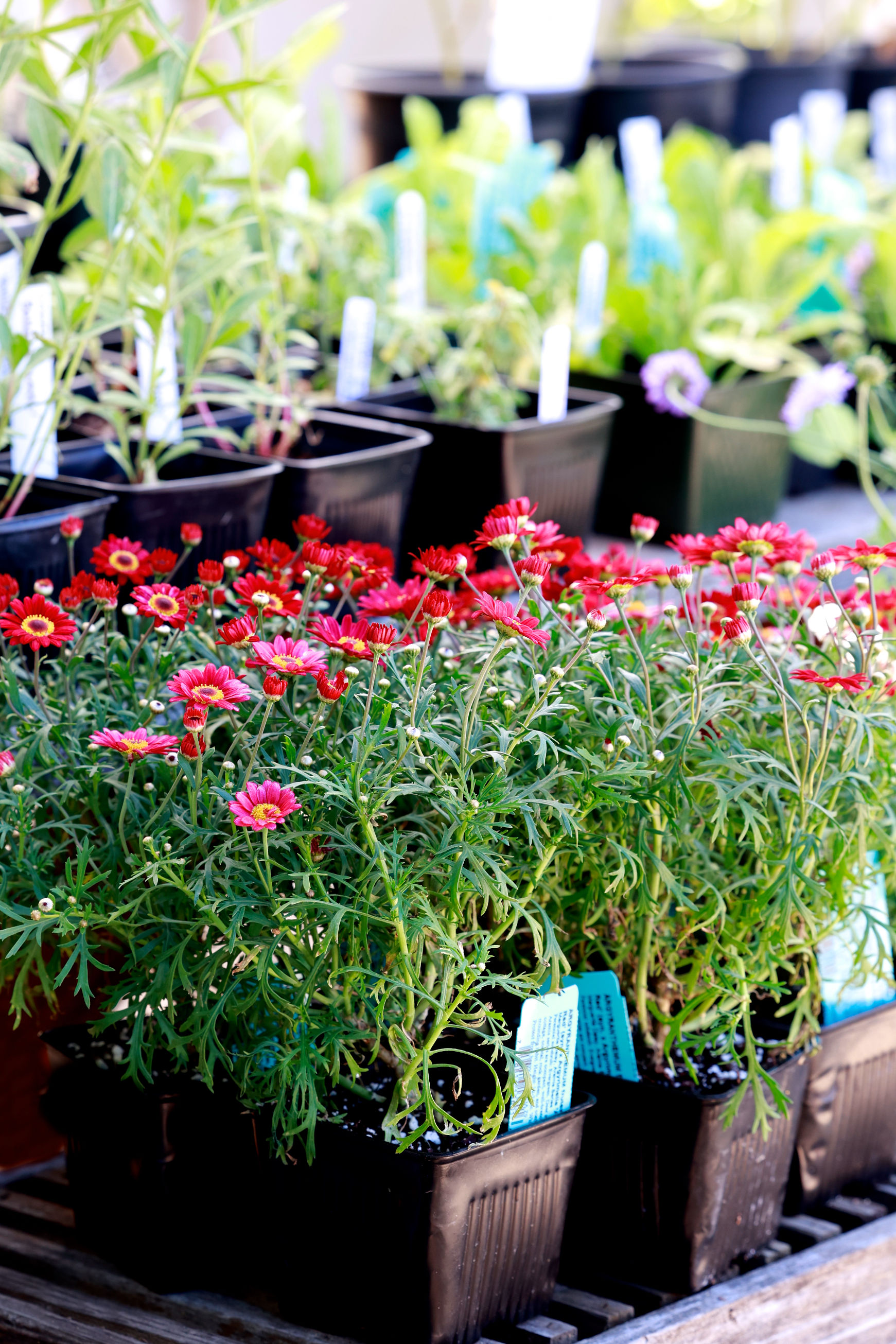 plant sale red flowers