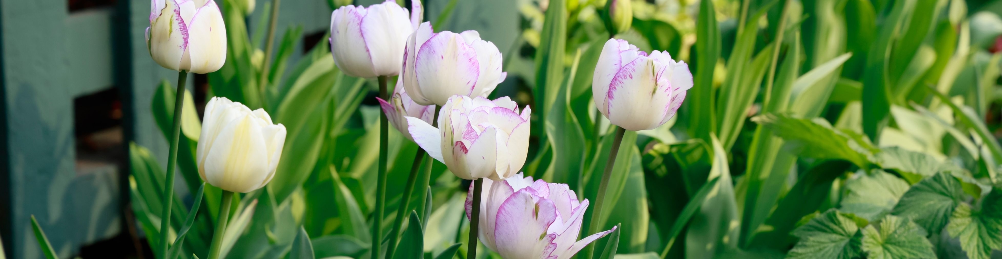 Always in Bloom