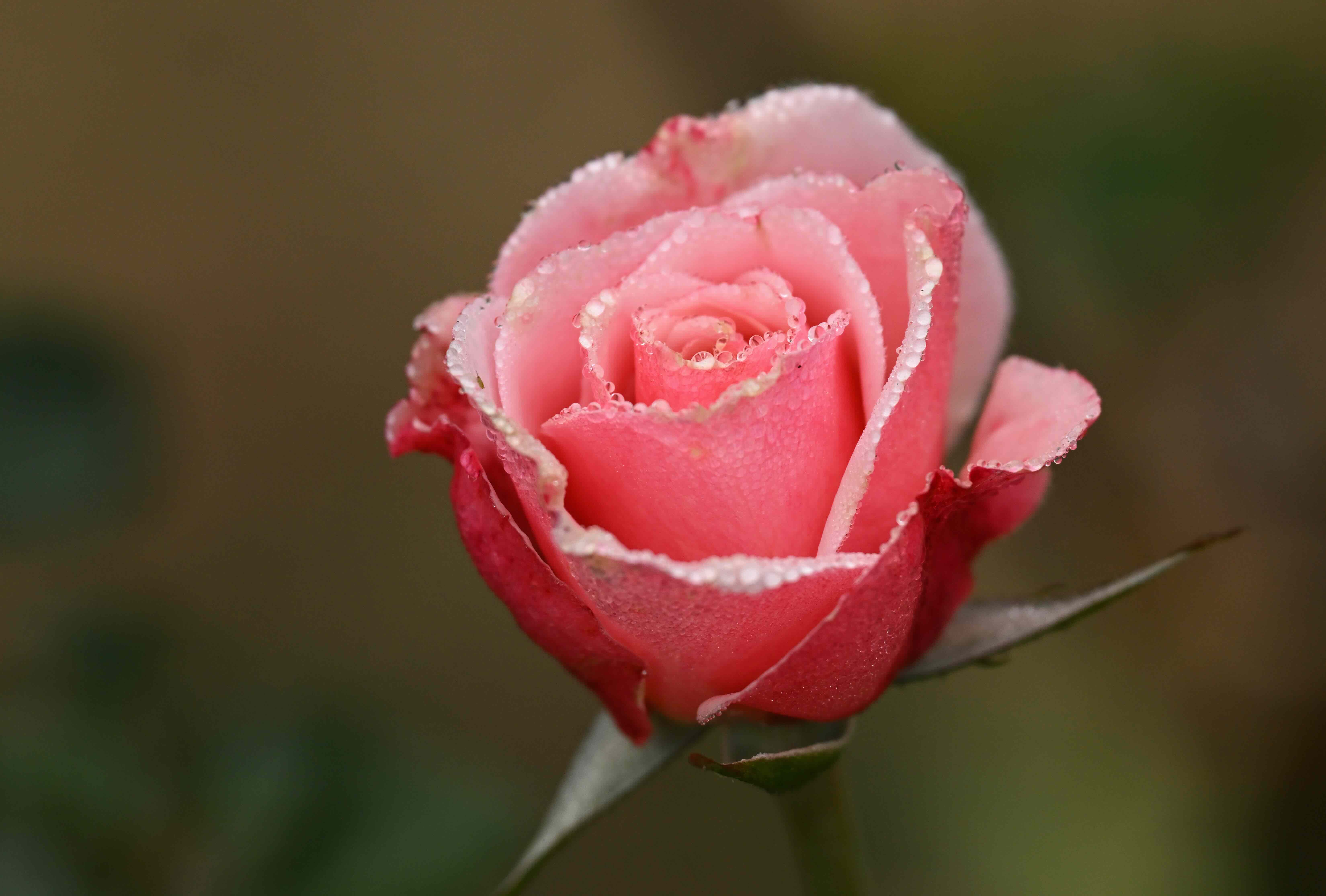pink rose with dew drops