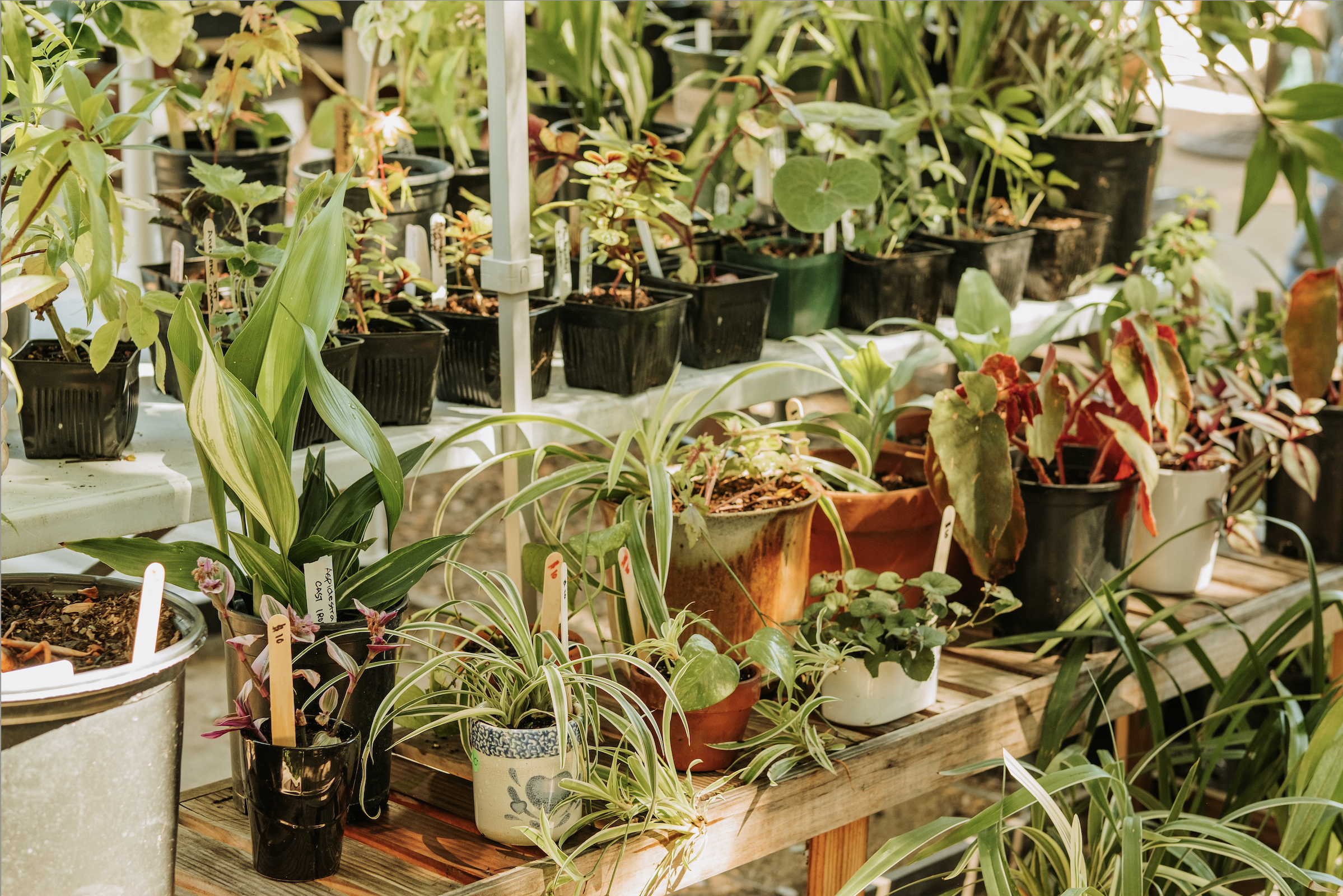 assortment of plants